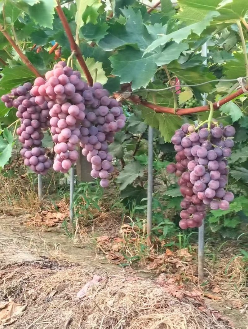 巨峰葡萄大量供应