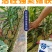 复合微生物菌剂菌肥枯草芽孢杆菌生根肥生物肥料
