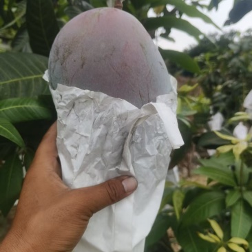 攀枝花凯特芒火热进行中