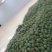 攀枝花凯特芒火热进行中