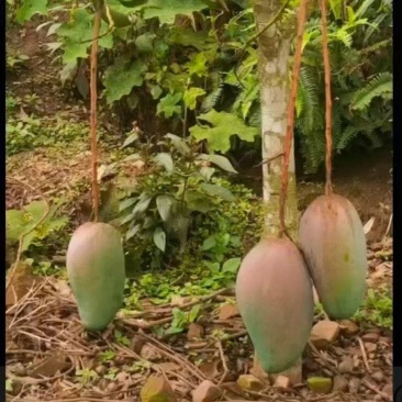 芒果