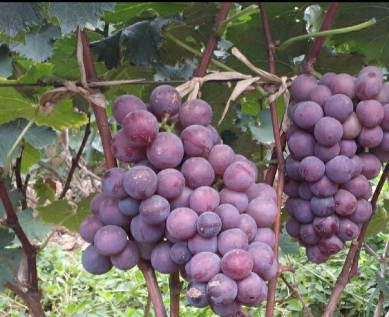 巨峰葡萄大量供应