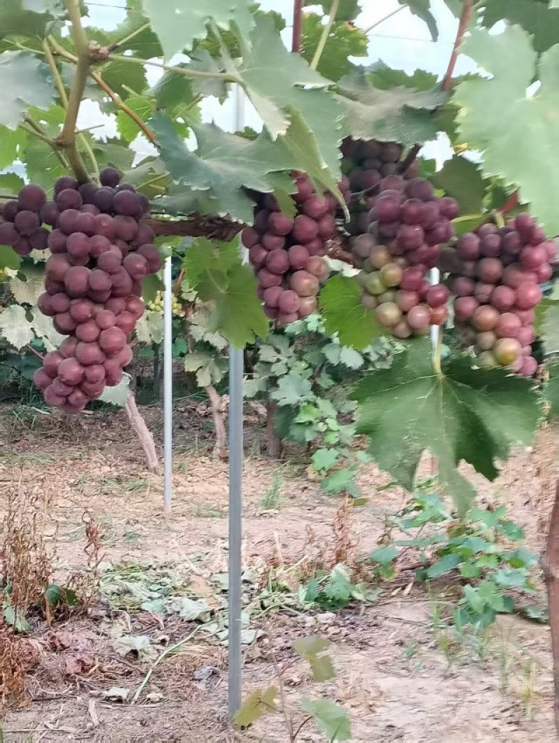 巨峰葡萄大量供应