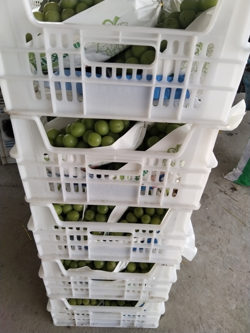 阳光玫瑰采摘批发