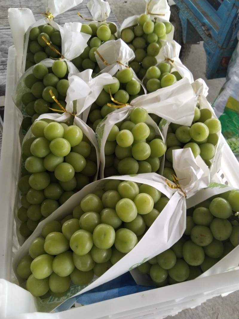 阳光玫瑰采摘批发