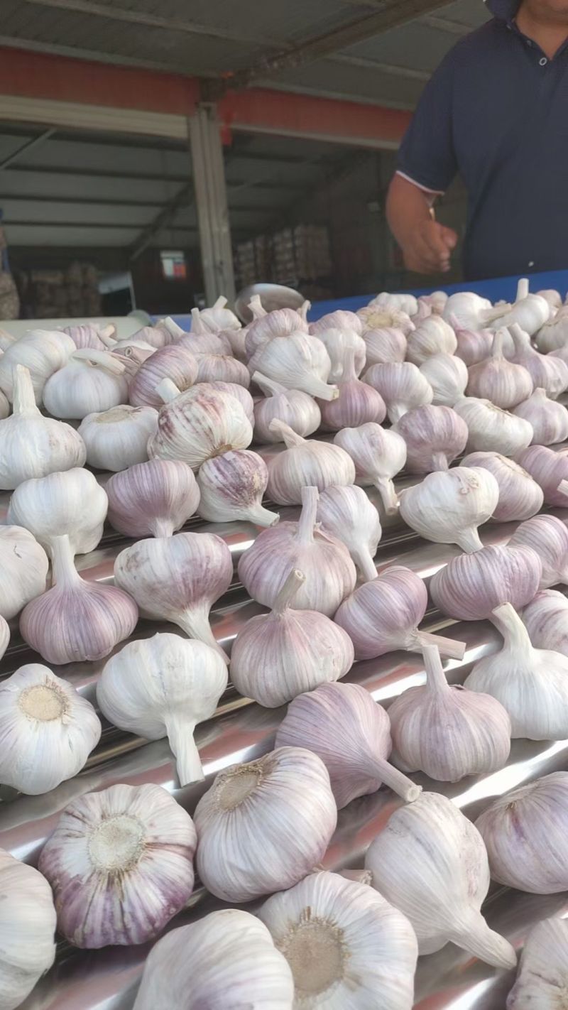大蒜，产地直发，价格便宜，质量保证，支持全国各地发货
