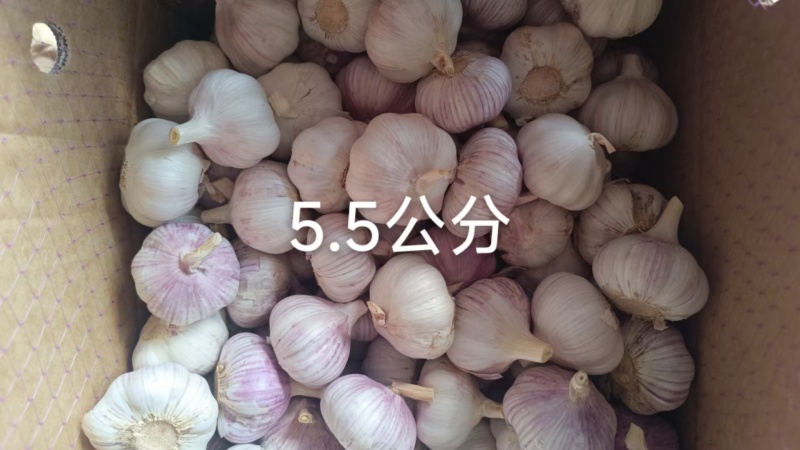 大蒜，产地直发，价格便宜，质量保证，支持全国各地发货