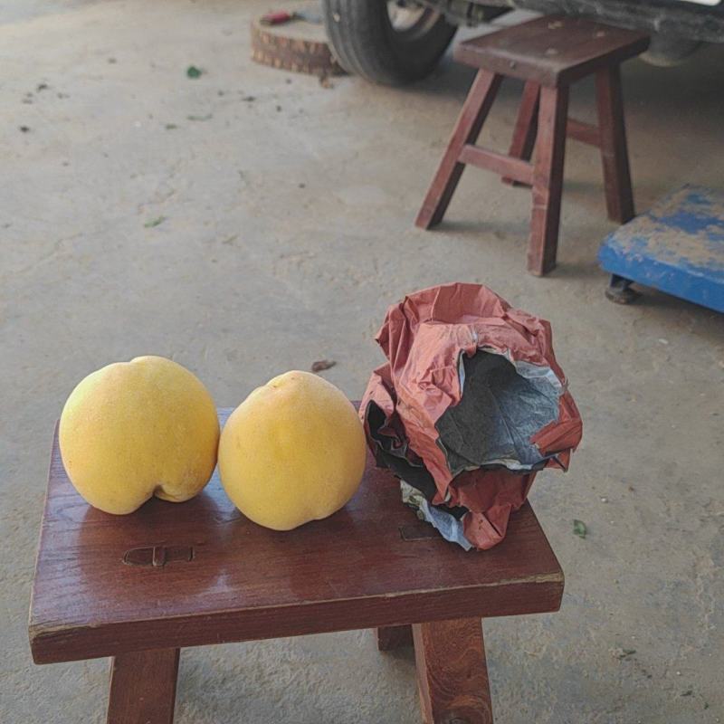 精品黄桃，锦绣黄桃粉嫩多汁，可批发零售产地一手货源