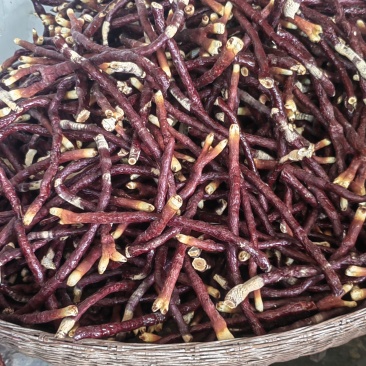 贵州中药菌藻类/鹿茸灵芝/规格齐全/量大价优/欢迎咨询