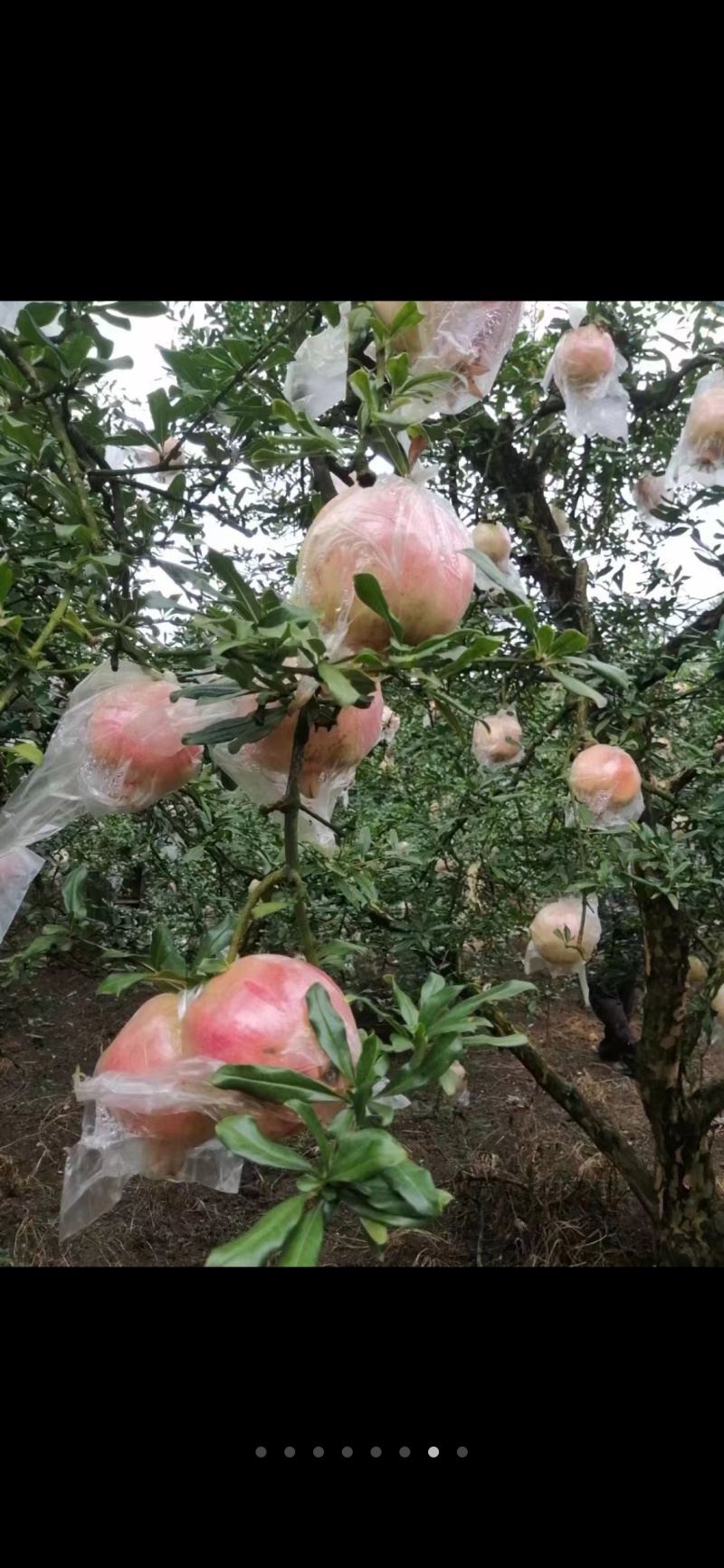 云南石榴