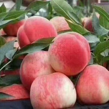 脆甜邮莲蜜上市