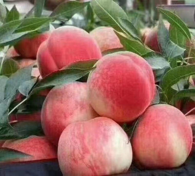 脆甜邮莲蜜上市