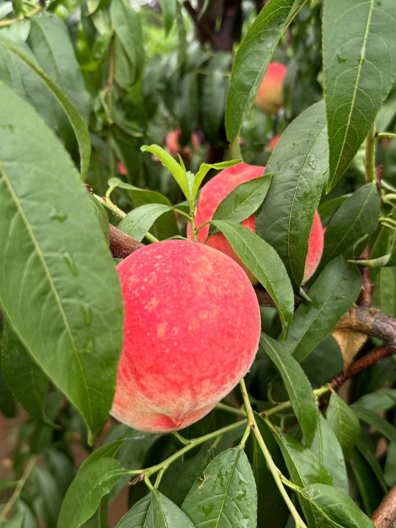 脆甜邮莲蜜上市