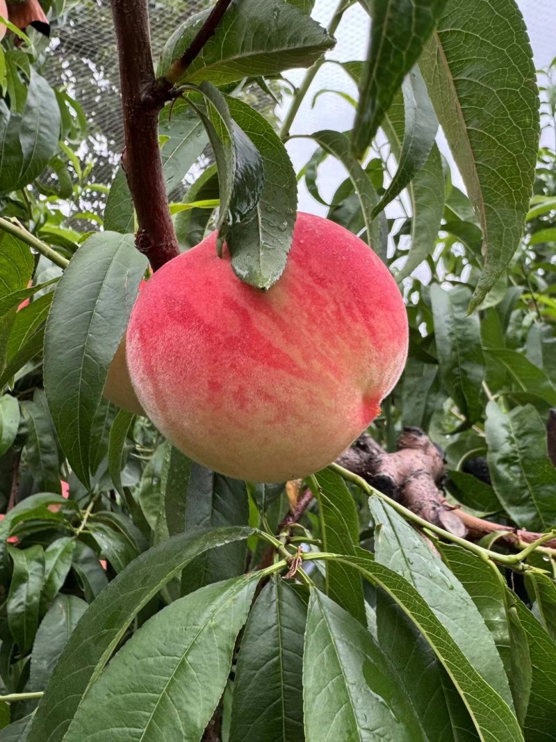 脆甜邮莲蜜上市