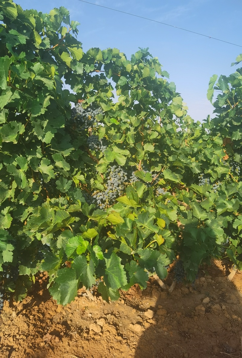 宁夏贺兰山东麓酿酒葡萄品种马瑟兰