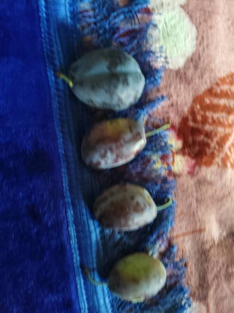 新疆法兰西，西梅，30克至50克