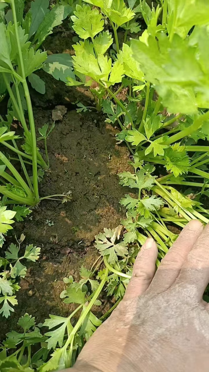 优质芹菜苗电商商超市场可对接全国量大从优可视频