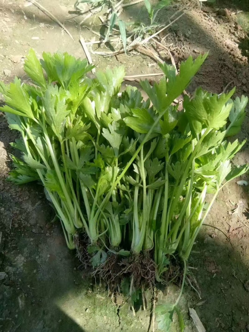 优质芹菜苗电商商超市场可对接全国量大从优可视频