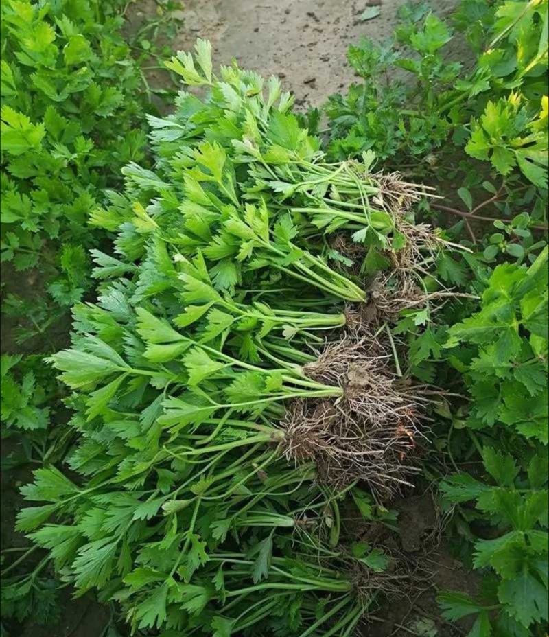 优质芹菜苗电商商超市场可对接全国量大从优可视频