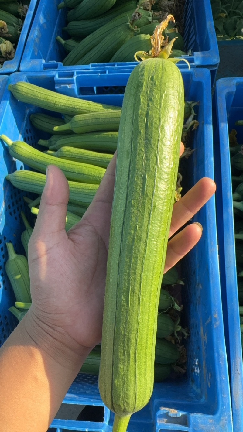 油皮丝瓜