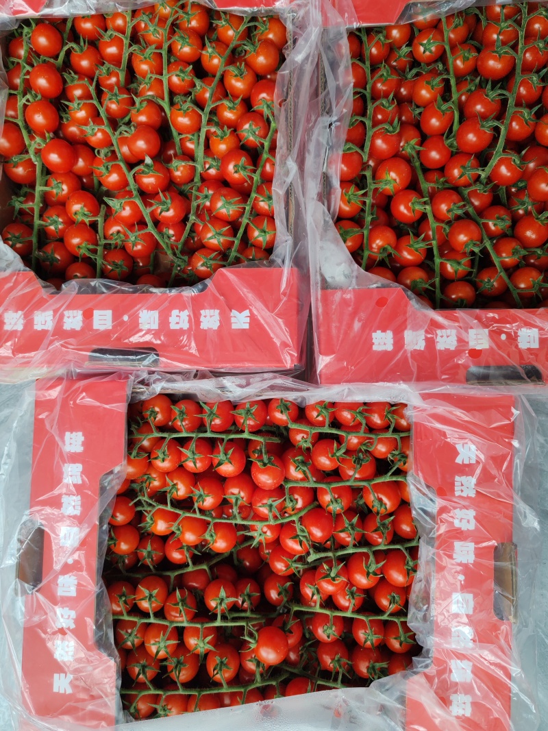 串收樱桃蕃茄大量上市，每天20000斤，质优价廉