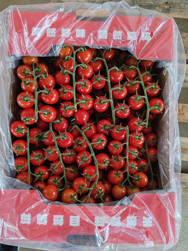 串收樱桃蕃茄大量上市，每天20000斤，质优价廉