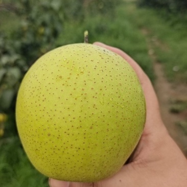 皇冠梨大量出售