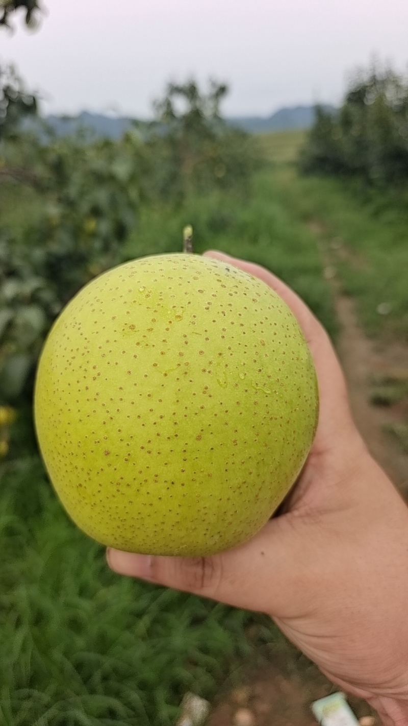 皇冠梨大量出售