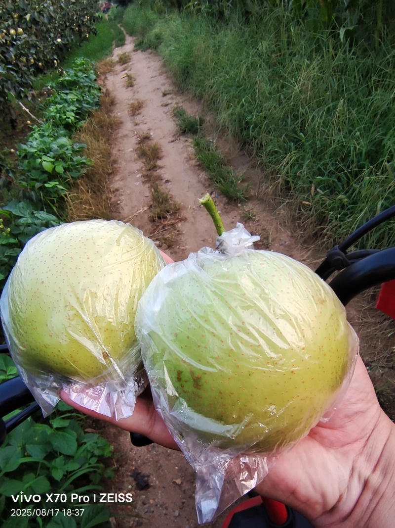 皇冠梨大量出售