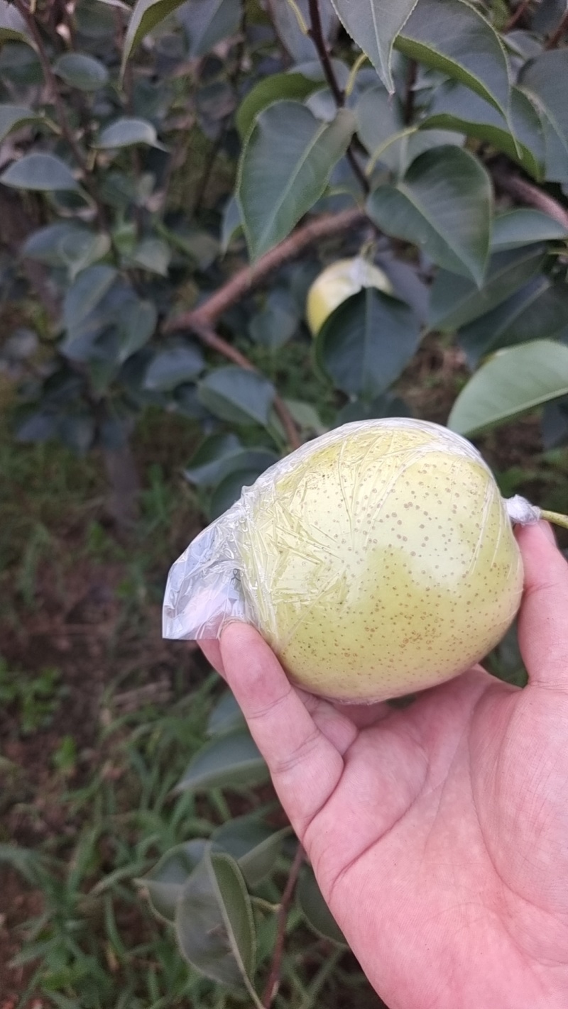 皇冠梨大量出售
