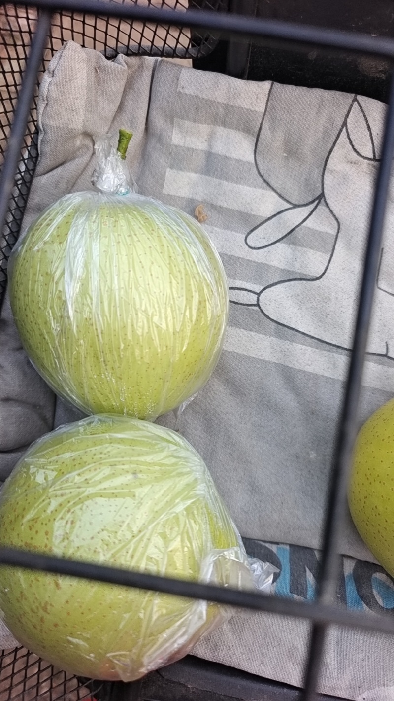 皇冠梨大量出售