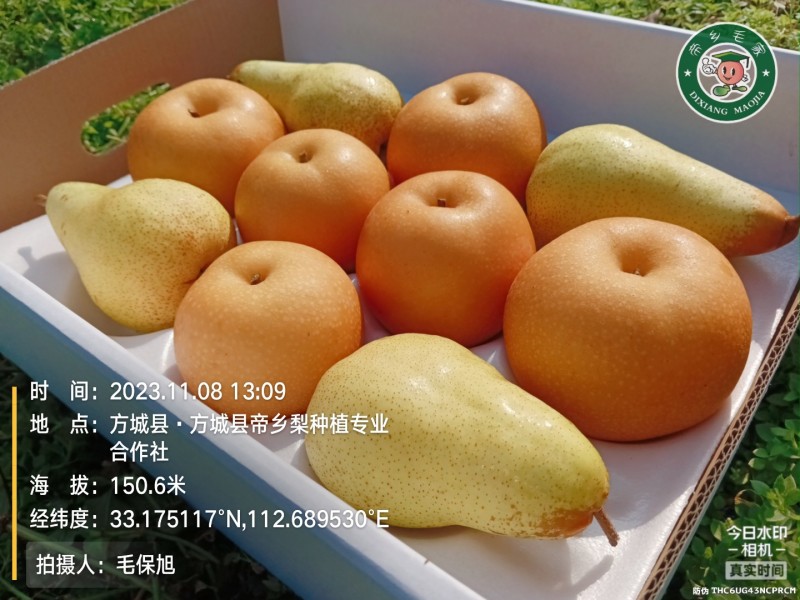 南阳精品秋月梨精品包装大小均匀清脆可口水分多
