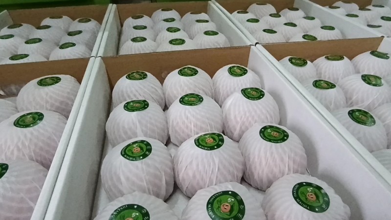 南阳精品秋月梨精品包装大小均匀清脆可口水分多