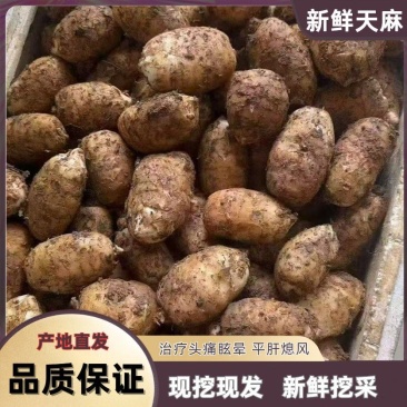 邵通新鲜天麻京东物流速发云南小草坝天麻现挖现发高天鲜天麻