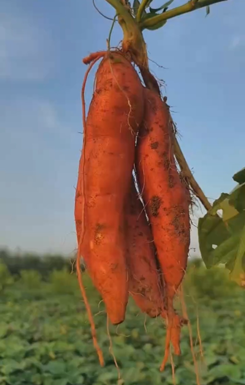 精品红薯大量上市西瓜红蜜薯烟薯可视频看货