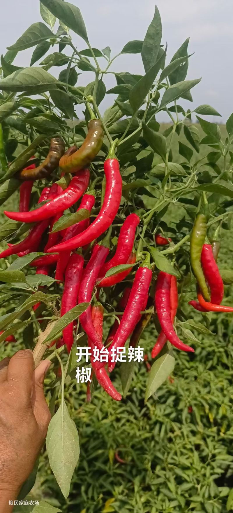 山西青红椒大量上市可对接市场档口商超可视频看货欢迎询价