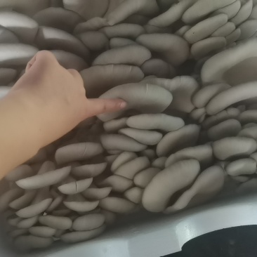 二茬精品蘑菇