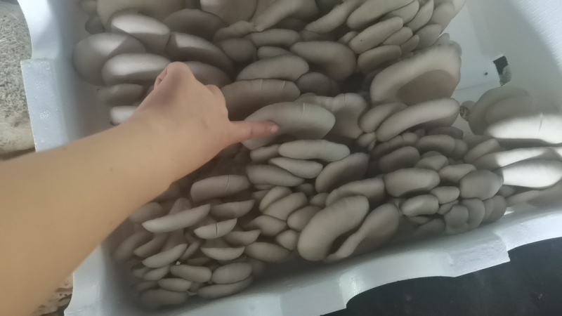 二茬精品蘑菇