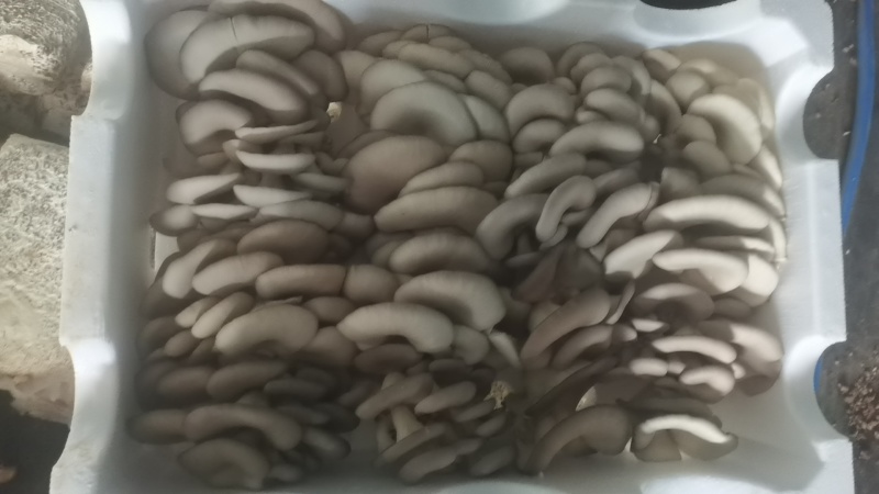 二茬精品蘑菇
