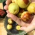 新疆库尔勒牛奶冬枣