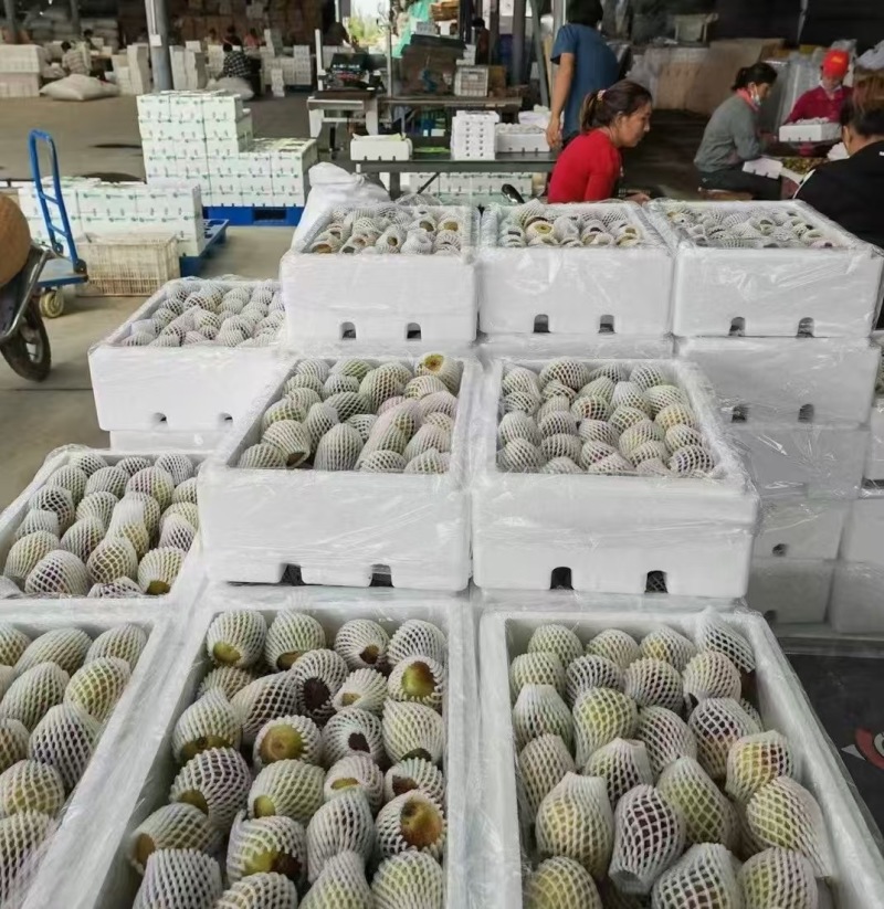 新疆库尔勒牛奶冬枣
