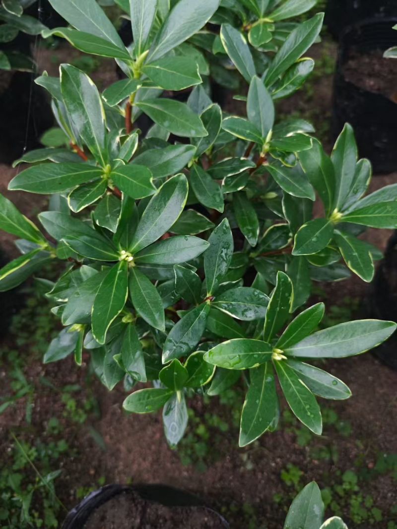 金边瑞香盆栽浓香型花苞开花室内老桩植物冬季耐寒四季年宵花