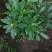 金边瑞香盆栽浓香型花苞开花室内老桩植物冬季耐寒四季年宵花