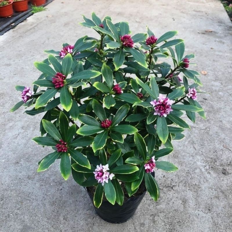 金边瑞香盆栽浓香型花苞开花室内老桩植物冬季耐寒四季年宵花