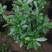 金边瑞香盆栽浓香型花苞开花室内老桩植物冬季耐寒四季年宵花