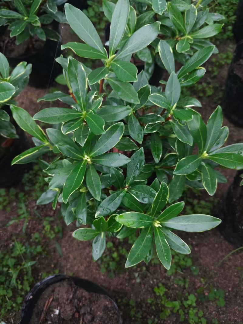 金边瑞香盆栽浓香型花苞开花室内老桩植物冬季耐寒四季年宵花