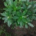 金边瑞香盆栽浓香型花苞开花室内老桩植物冬季耐寒四季年宵花