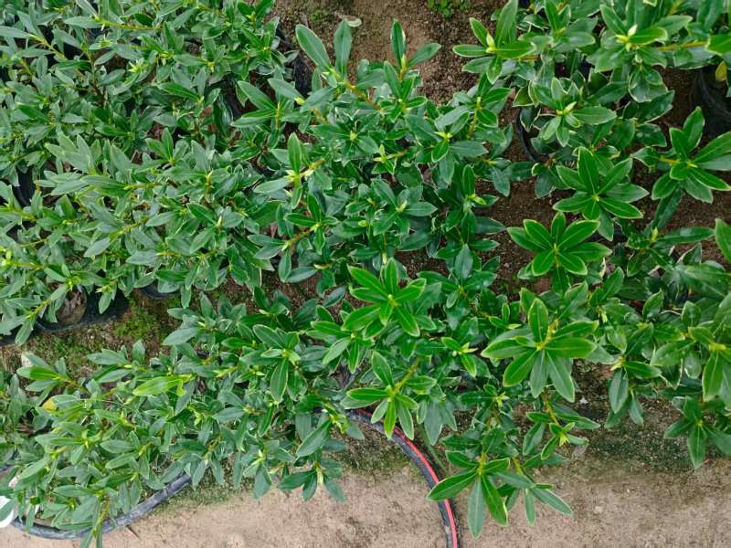 金边瑞香盆栽浓香型花苞开花室内老桩植物冬季耐寒四季年宵花