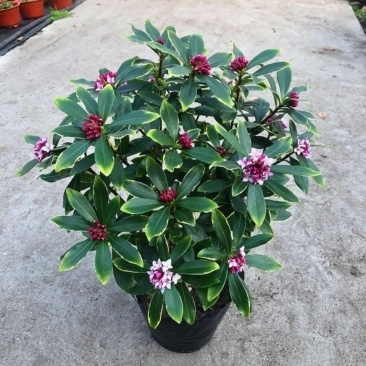 金边瑞香盆栽浓香型花苞开花室内老桩植物冬季耐寒四季年宵花