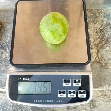 茂县清脆李代办货源充足适合入库老板